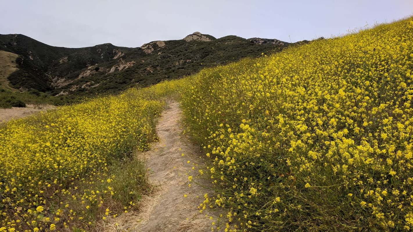 A dirt path winds through vibrant yellow wildflowers against a backdrop of green hills.
