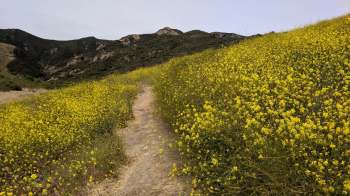 A dirt path winds through vibrant yellow wildflowers against a backdrop of green hills.