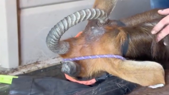A close-up of a wild sable being examined, showing its horn, neck, and a person gently handling it.