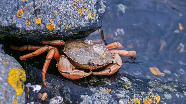 A crab with orange claws resting among wet, textured rocks covered in yellow lichen.