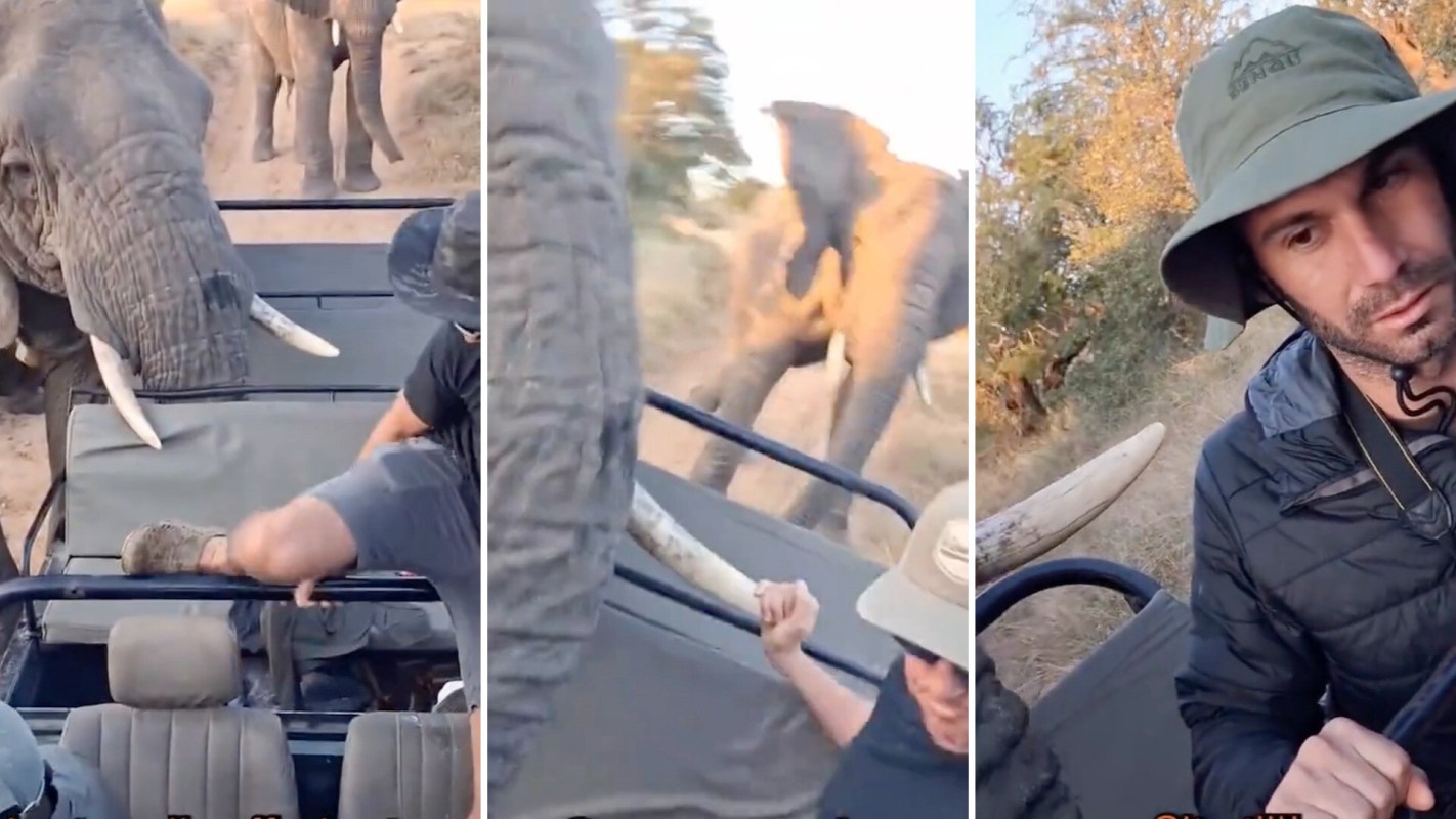 A close-up of an elephant interacting with a safari vehicle and a person, surrounded by a natural landscape.