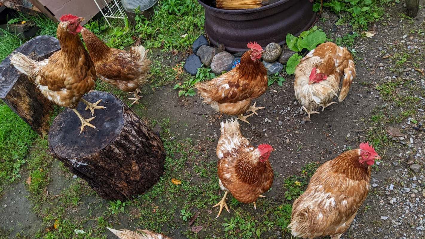 Brown chickens foraging in a garden.