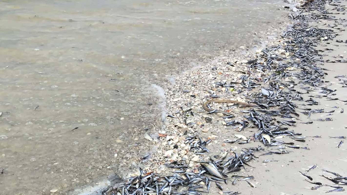 A shoreline strewn with dead fish and sea debris, with gentle waves lapping at the edge.