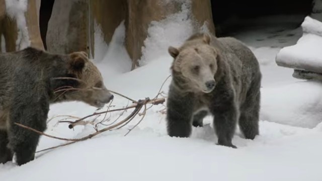 Two grizzly bears walk through snow, with one holding a twig in its mouth, set against a winter landscape.