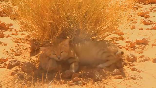 A sand-colored cat resting beneath a sparse bush in a desert landscape.