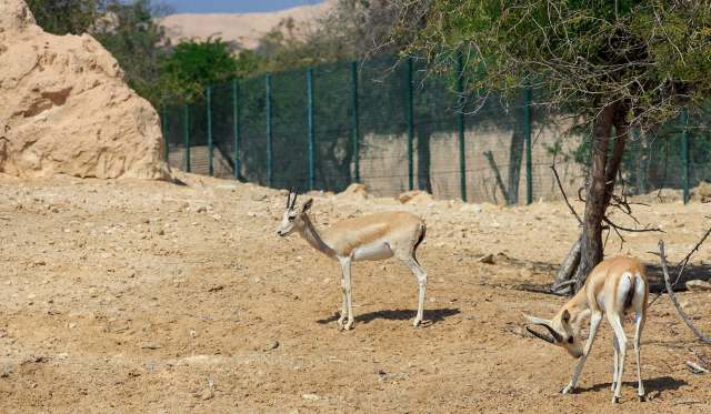 Two gazelles on dry, rocky terrain with sparse vegetation.