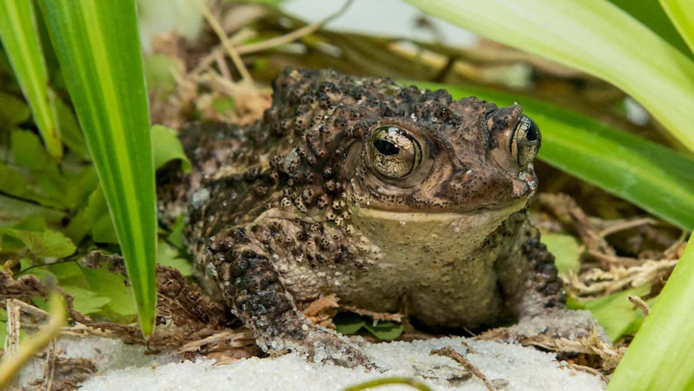 A crested toad resting among greenery.