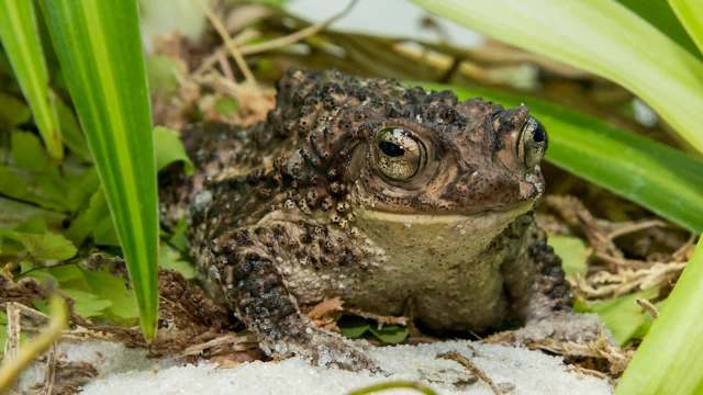 A crested toad resting among greenery.