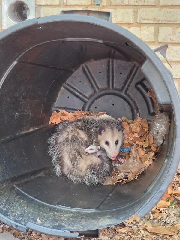 An adult opossum with a baby in a trash can.