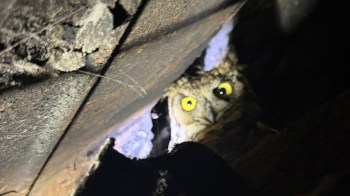 An owl with bright yellow eyes peeks out from a dark crevice surrounded by wooden debris.