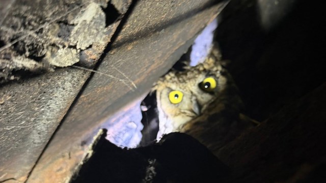 An owl with bright yellow eyes peeks out from a dark crevice surrounded by wooden debris.