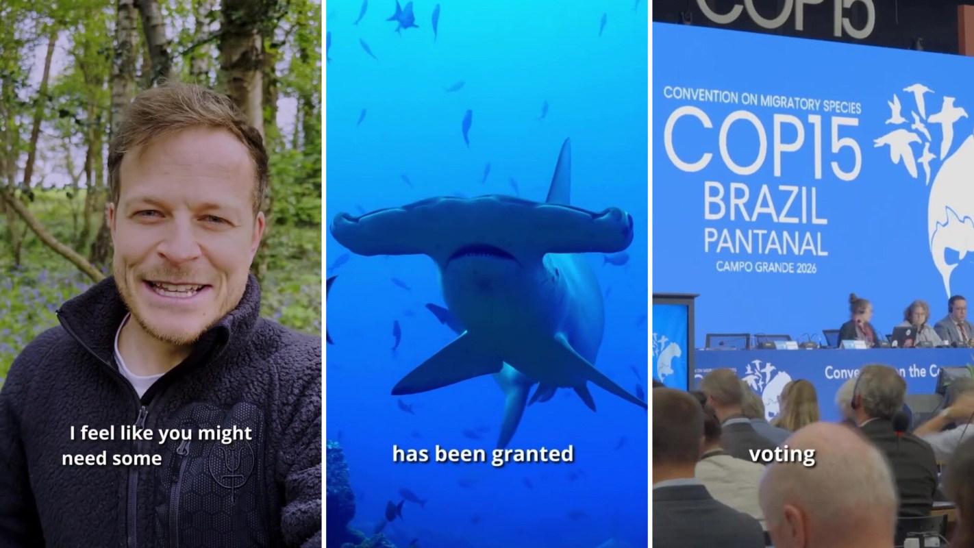 A triptych featuring a smiling man outdoors, a hammerhead shark underwater, and a conference panel at COP15 in Brazil.