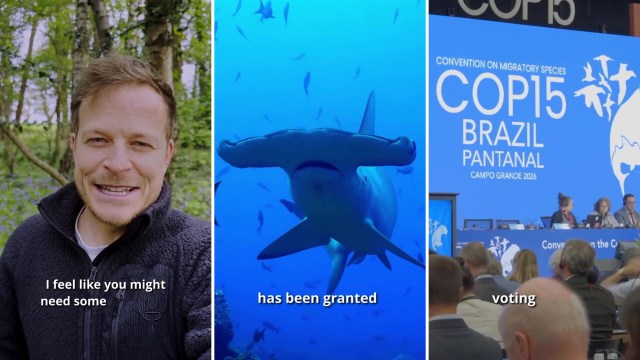 A triptych featuring a smiling man outdoors, a hammerhead shark underwater, and a conference panel at COP15 in Brazil.