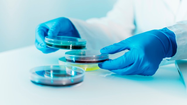 A gloved hand holds a petri dish above several colorful petri dishes on a laboratory table.