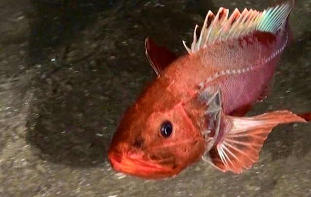 A vibrant red fish swimming near the ocean floor with prominent fins and a detailed face.