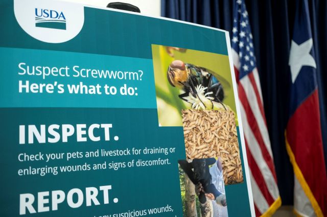 A USDA informational sign on identifying and reporting screwworm, featuring images of a fly and livestock.