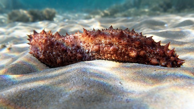 A sea cucumber with a spiny surface rests on the sandy ocean floor.