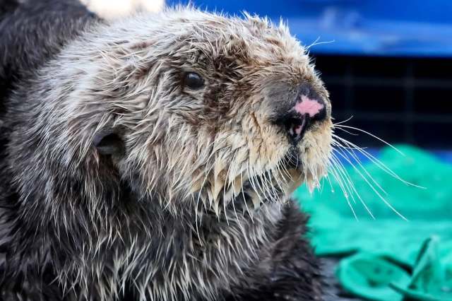 A close-up of a wet sea otter pup with prominent whiskers and a textured fur coat.