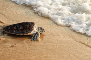 A sea turtle on a sandy beach.