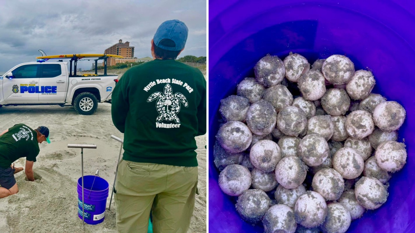 A volunteer digs in the sand near a police vehicle while holding a bucket of turtle eggs.