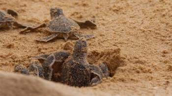 Several hatchling sea turtles emerge from sandy nests on a beach, making their way across the sand.