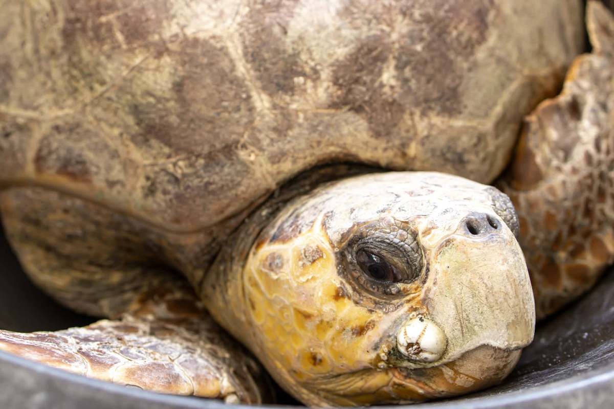 A sea turtle.