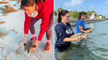 Two women are rescuing sea turtles, one on the beach and the other in shallow water.