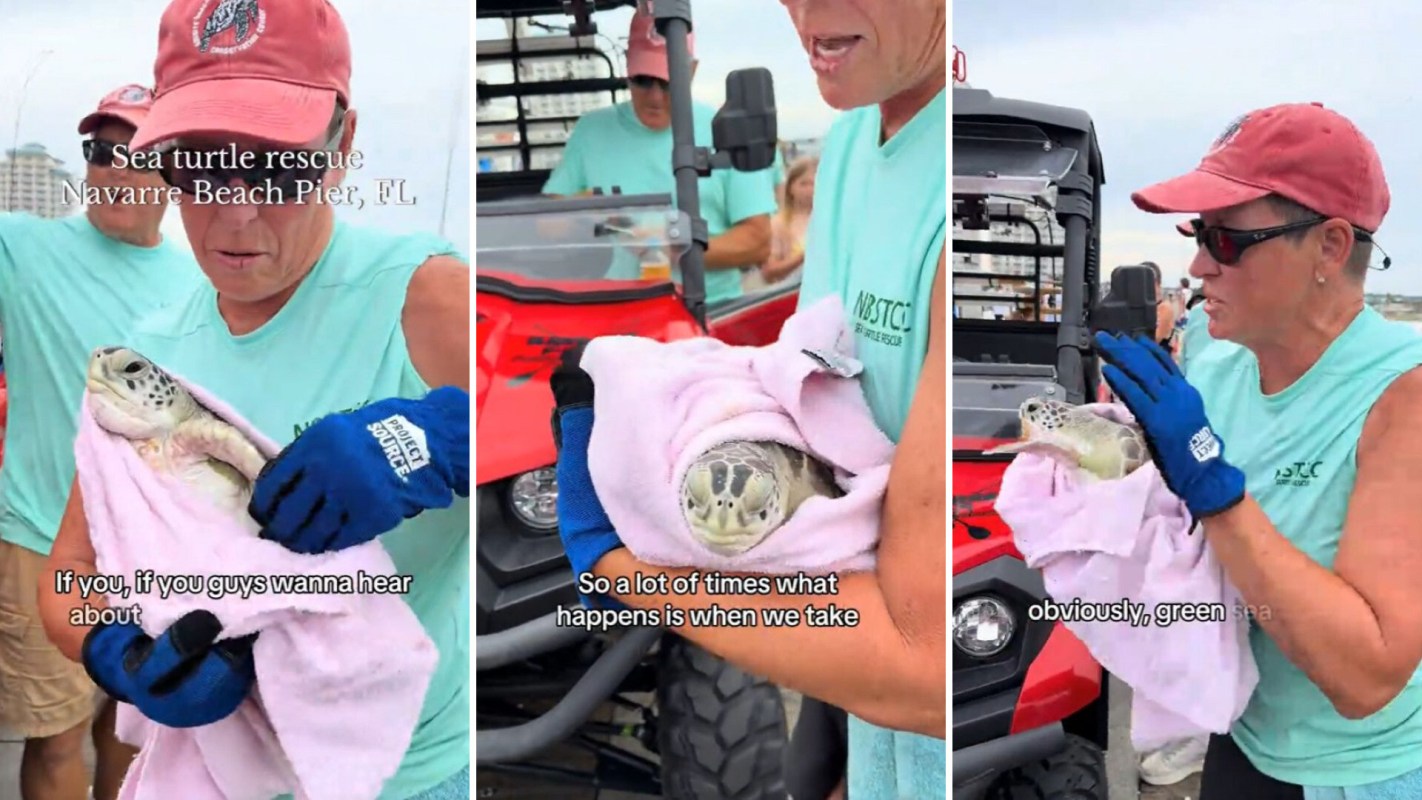 A person holds a sea turtle wrapped in a pink towel during a rescue at Navarre Beach Pier, FL.