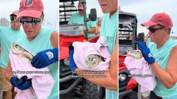 A person holds a sea turtle wrapped in a pink towel during a rescue at Navarre Beach Pier, FL.