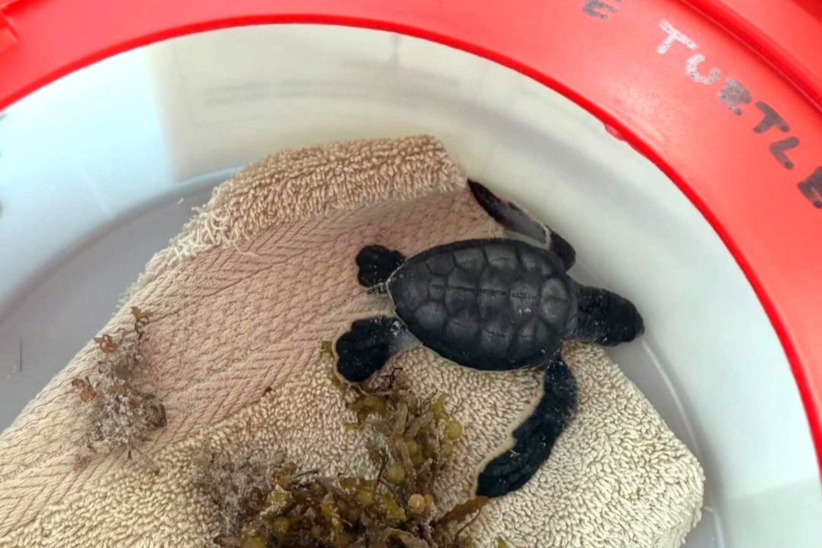 A small black sea turtle on a towel in a bucket.