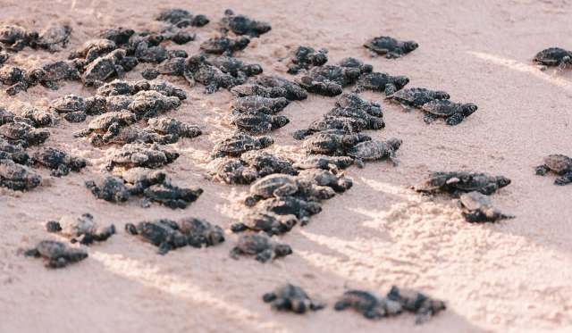 A large group of baby sea turtles crawling on a sandy beach.