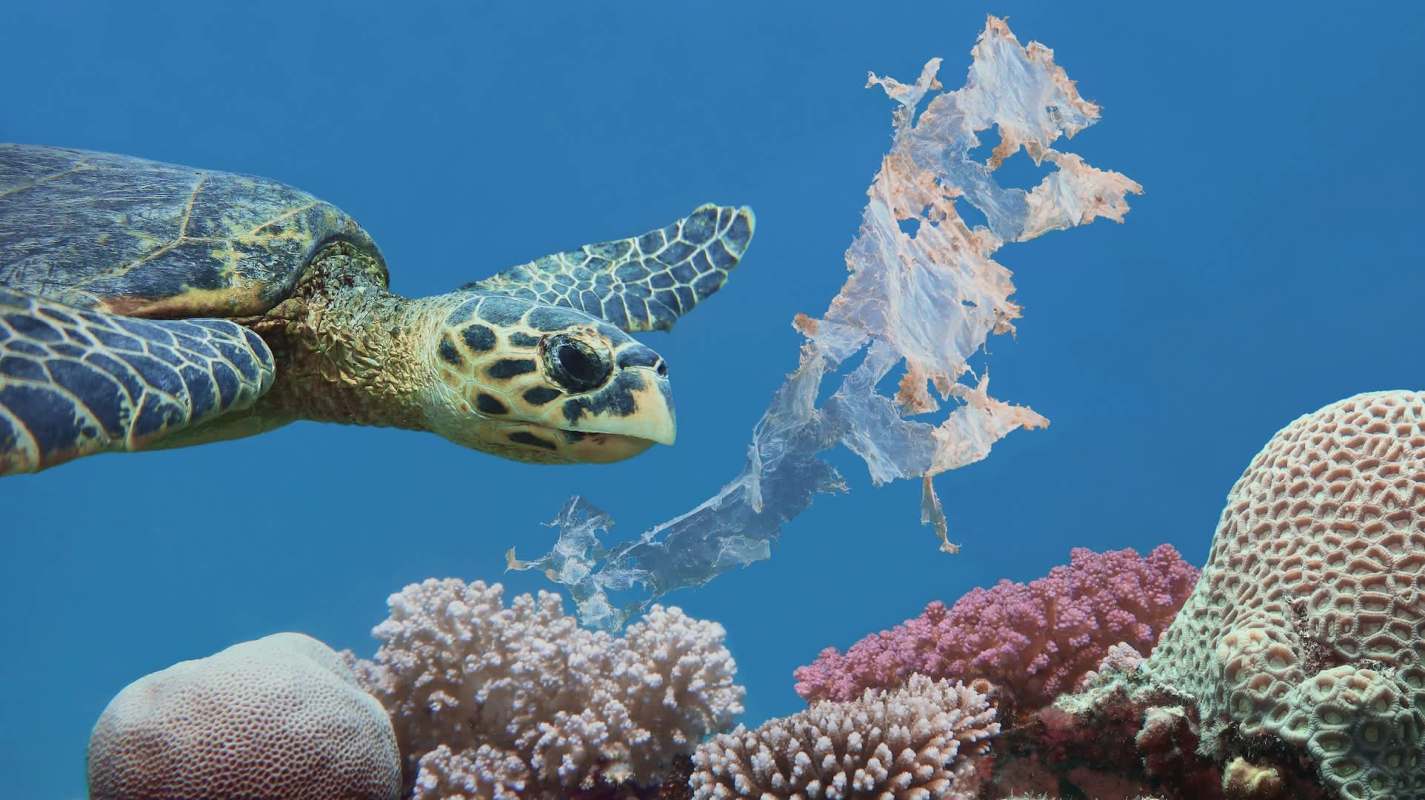 A sea turtle swims near colorful corals, encountering a piece of plastic debris in the clear blue ocean.