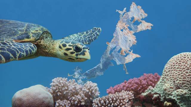 A sea turtle swims near colorful corals, encountering a piece of plastic debris in the clear blue ocean.
