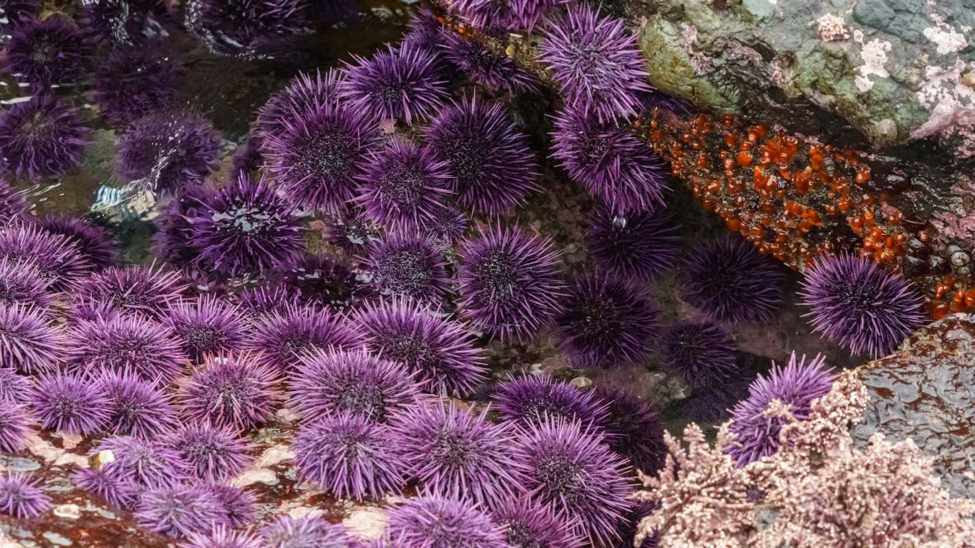 A cluster of purple sea urchins among wet rocks and marine life in a tidal pool.