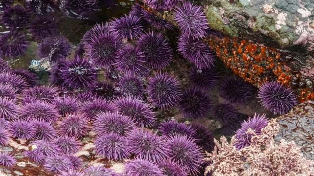 A cluster of purple sea urchins among wet rocks and marine life in a tidal pool.
