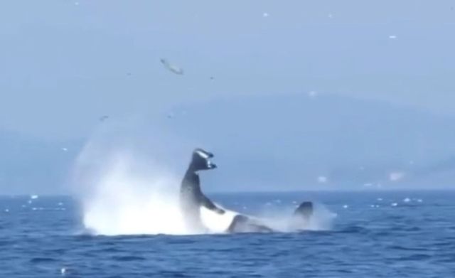 A Bigg's orca catapulting a harbor seal into the air.
