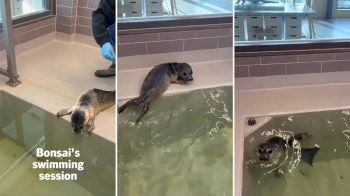 A seal is participating in a swimming session in a shallow pool while being observed by a handler.