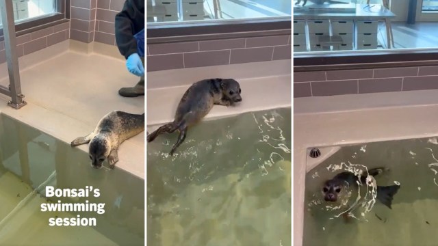 A seal is participating in a swimming session in a shallow pool while being observed by a handler.