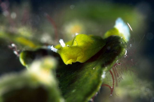 A sea slug.
