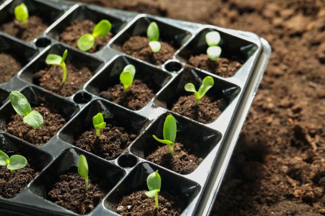 New green seedlings grow in a black plastic seed tray filled with dark soil.