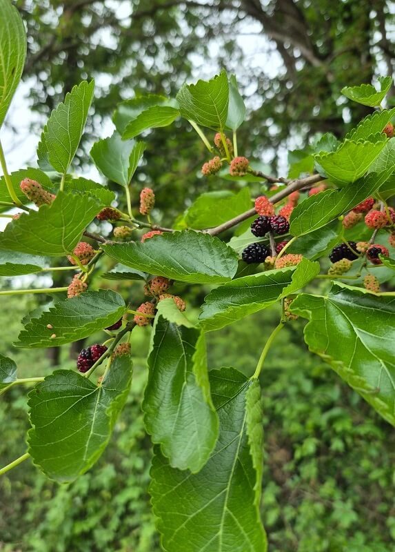 A close-up view of mulberry branches laden with ripe, black, and red berries against a green leafy backdrop.