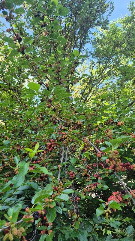 A close-up view of mulberry branches laden with ripe, black, and red berries against a green leafy backdrop.