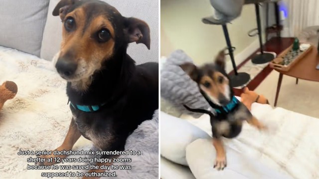 A senior dachshund mix looks playful on a couch, saved from euthanasia and enjoying life.