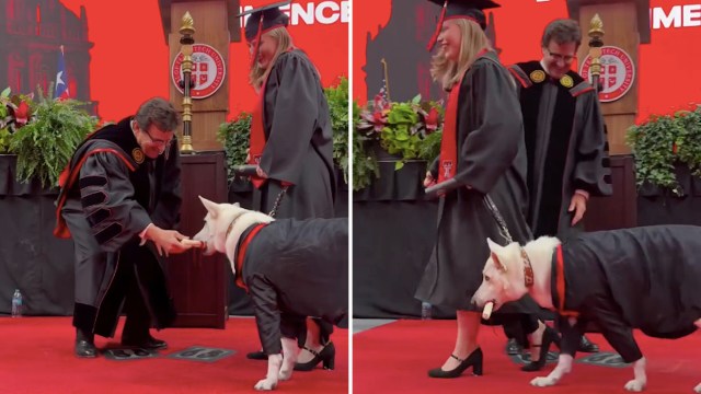 A dog in a graduation gown receives a diploma from a man at a graduation ceremony.