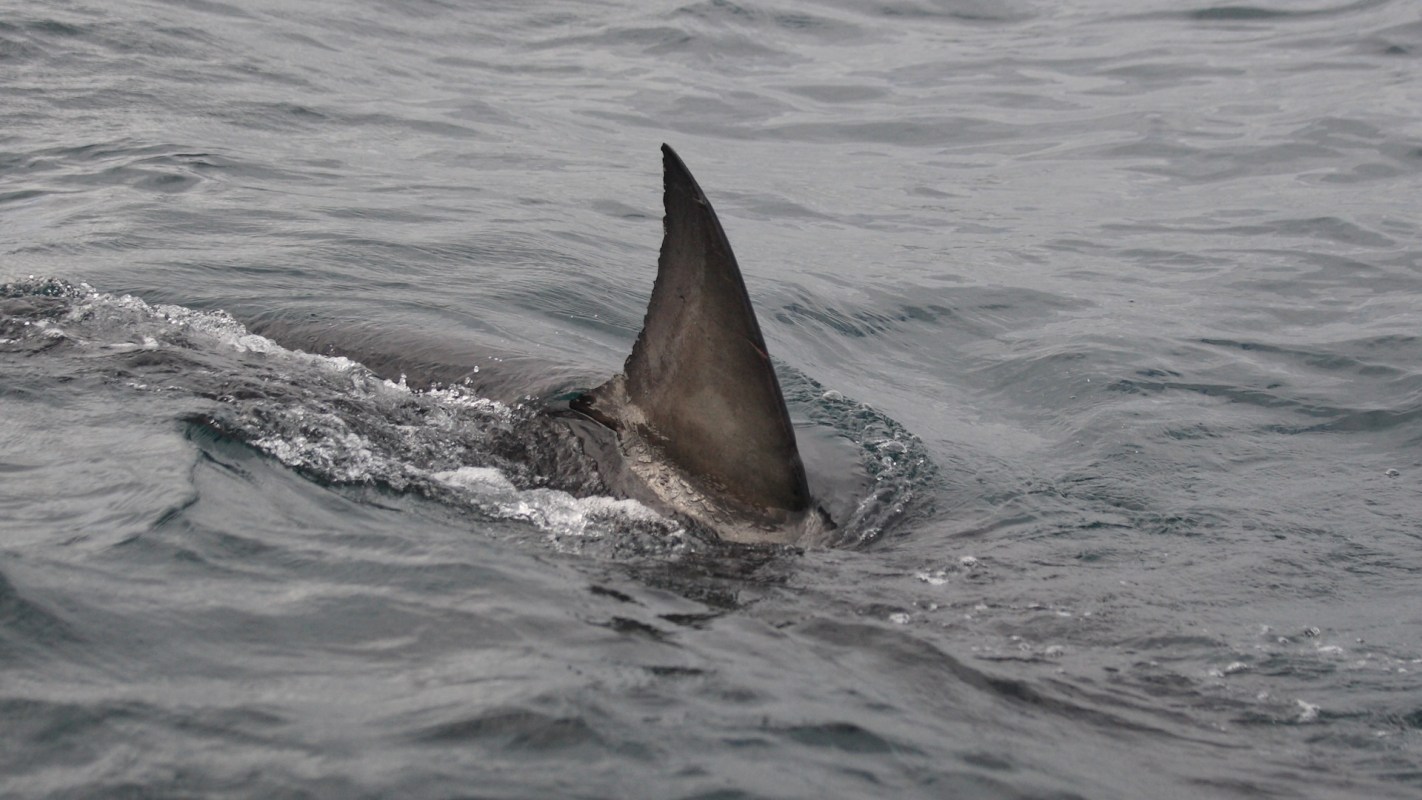 A shark fin emerges from the water, creating ripples in the surface.