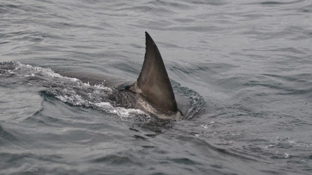 A shark fin emerges from the water, creating ripples in the surface.