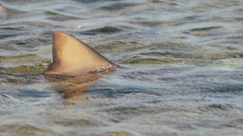 A shark's dorsal fin protrudes from the calm ocean waters.
