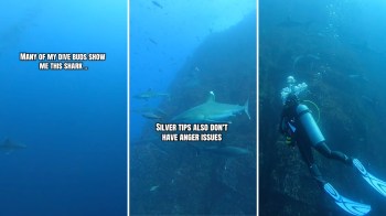 A diver swims among several sharks in a clear blue ocean, with text overlays discussing the sharks.