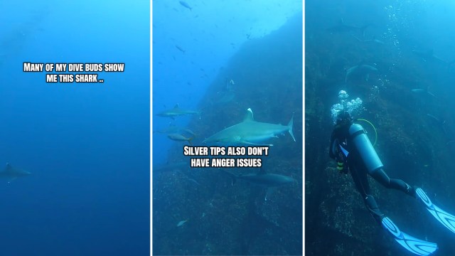 A diver swims among several sharks in a clear blue ocean, with text overlays discussing the sharks.