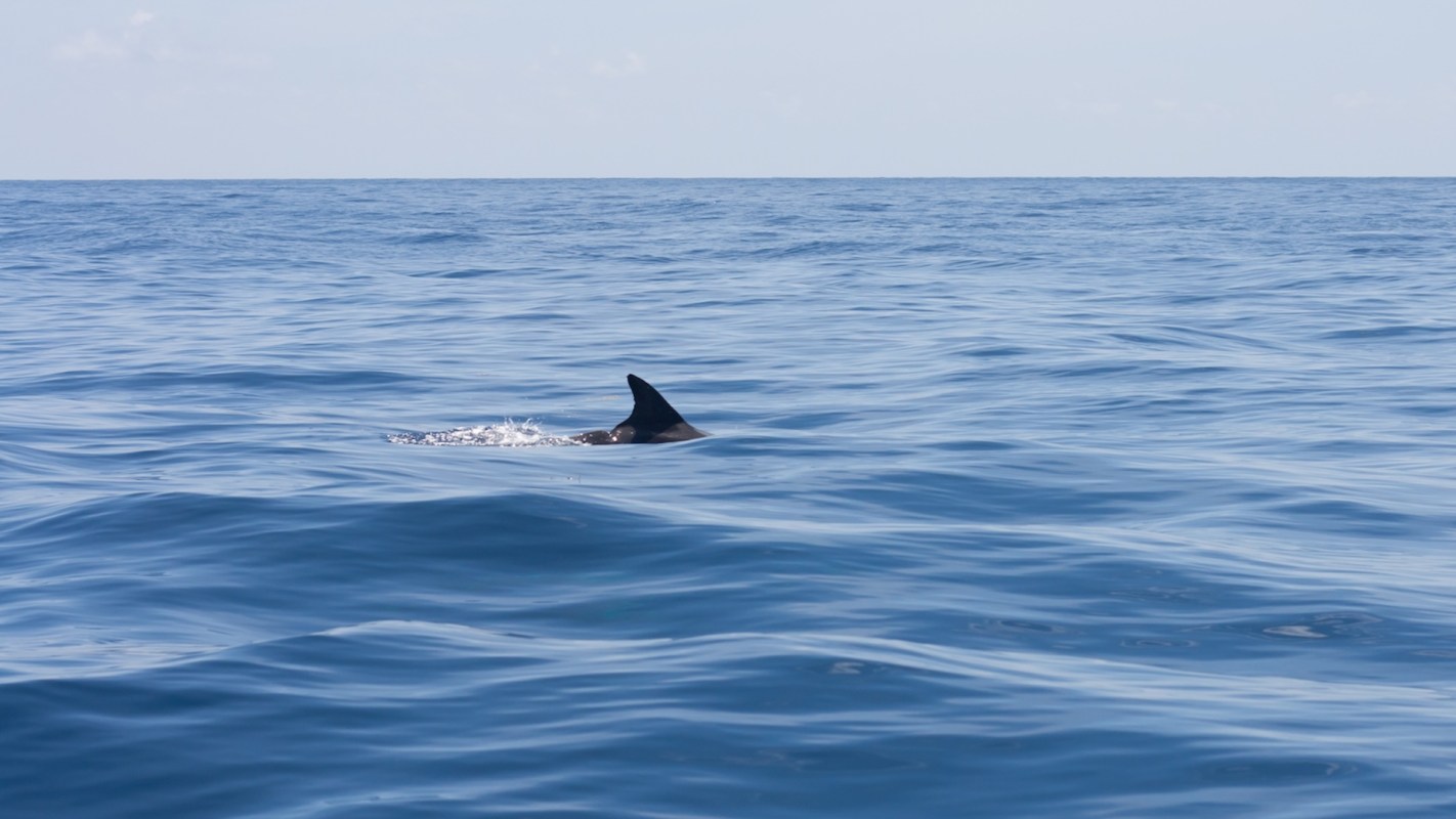 A shark's fin partially emerges from calm blue ocean waters under a clear sky.